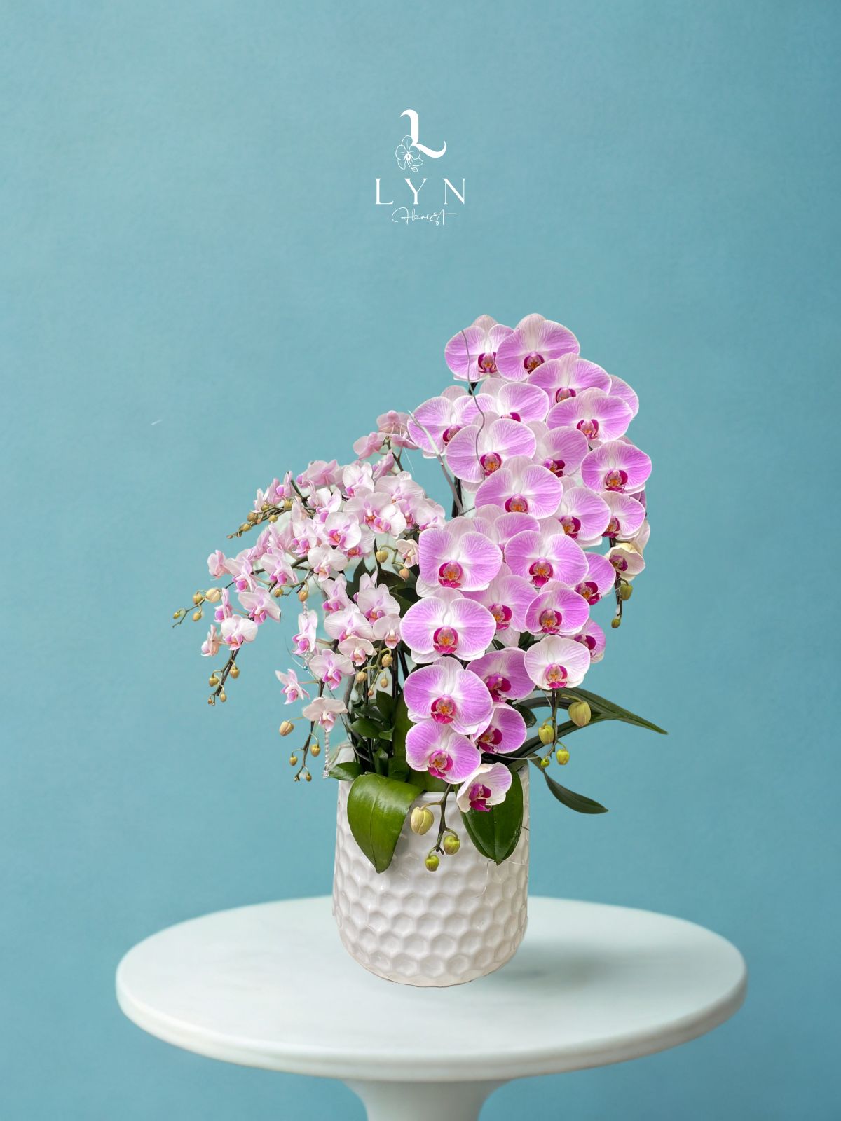 Chậu Hoa Lan Hồng Phối Tiểu Hồ Điệp